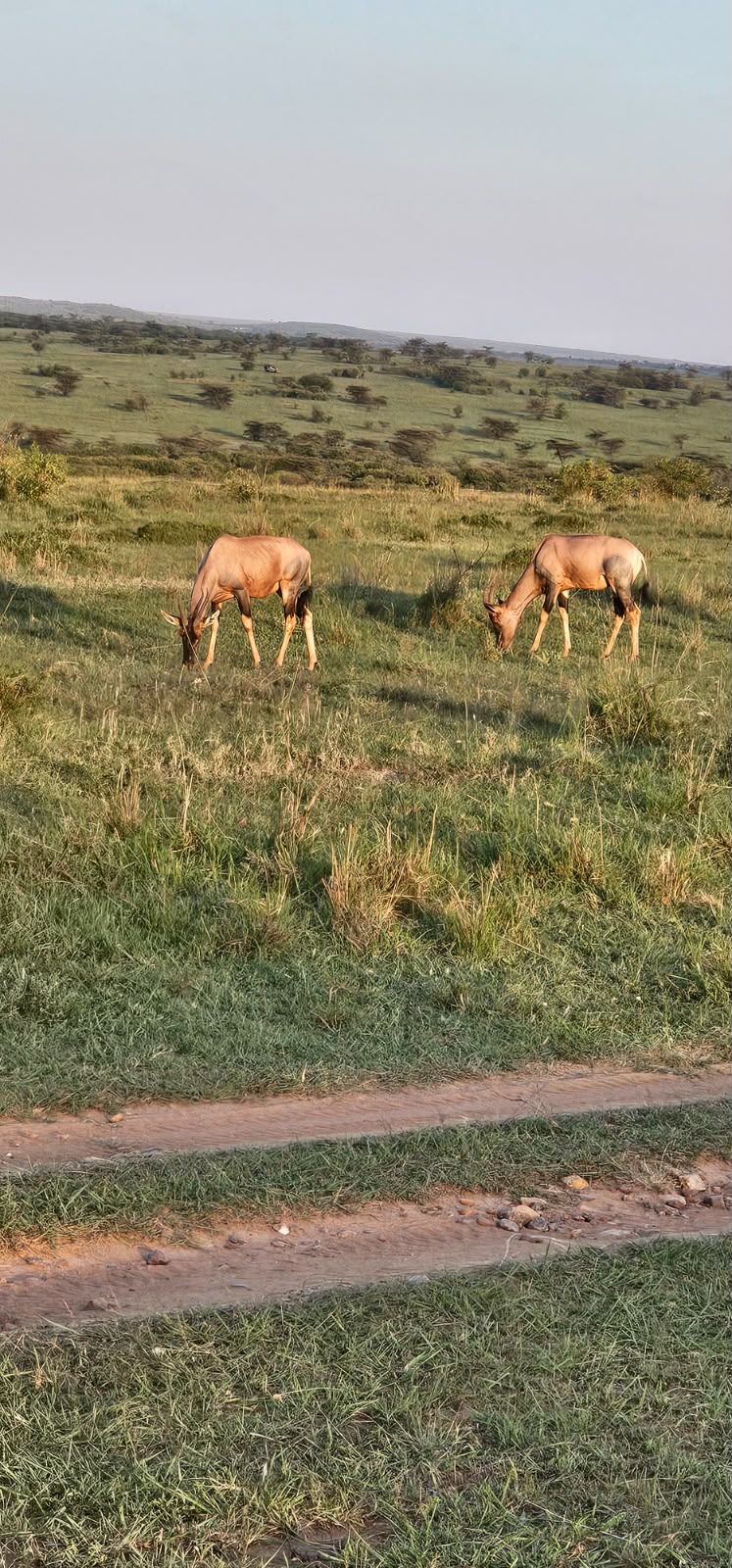 Uganda Safaris