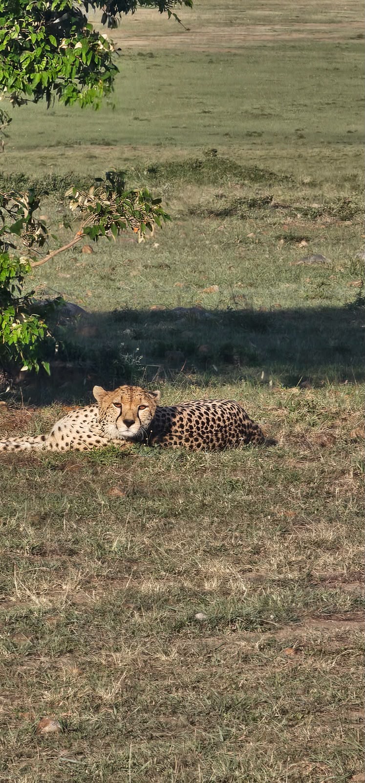 Tanzania Safaris